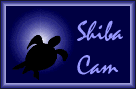 Shiba Cam