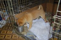 Kuma and some puppy chow