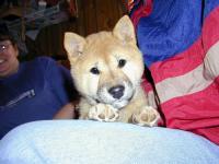 Our new puppy, Qioko Kuma